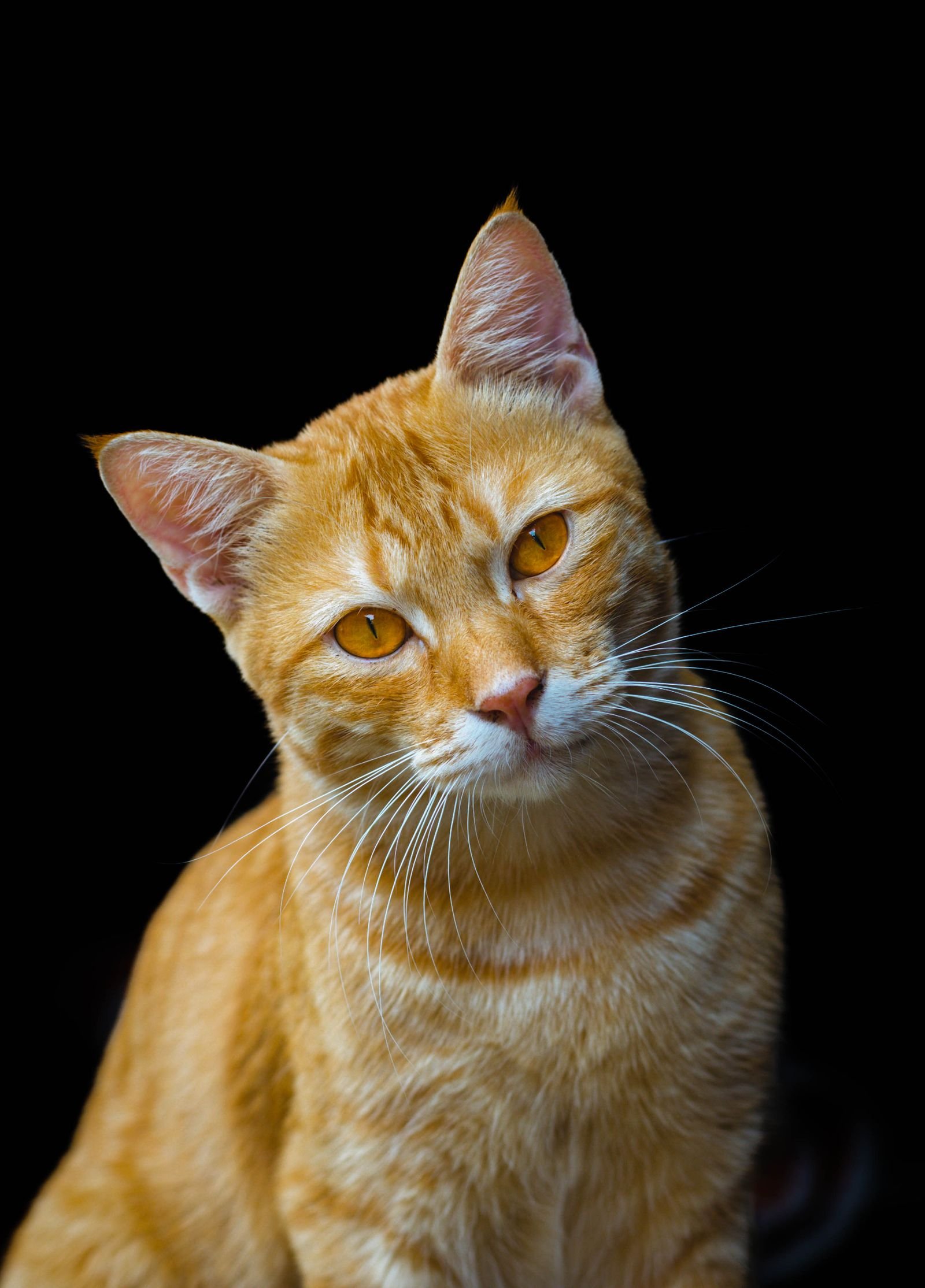 Orange tabby cat portrait illustrating the cat human age chart