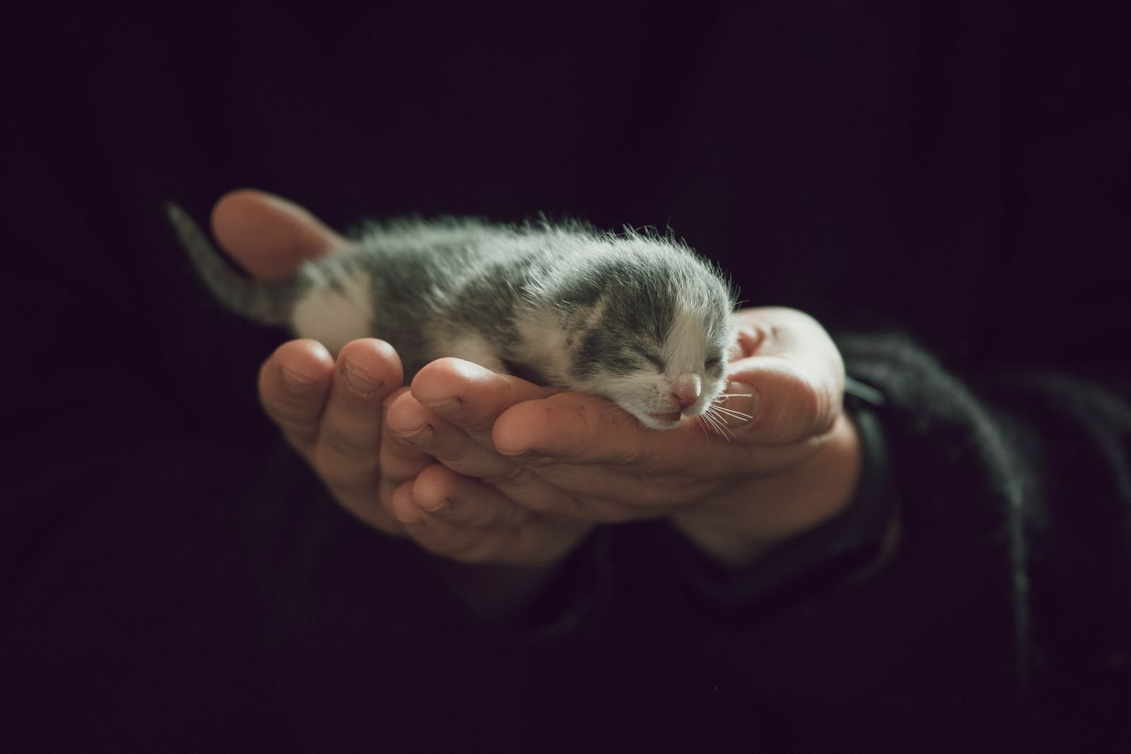 Newborn kitten in its first weeks, the earliest stage of the cat human age chart