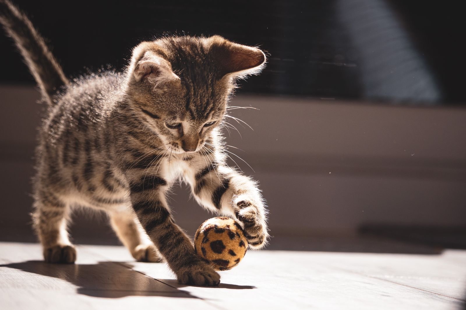 Kitten playing with a toy during the fast-growing junior stage of the cat age chart