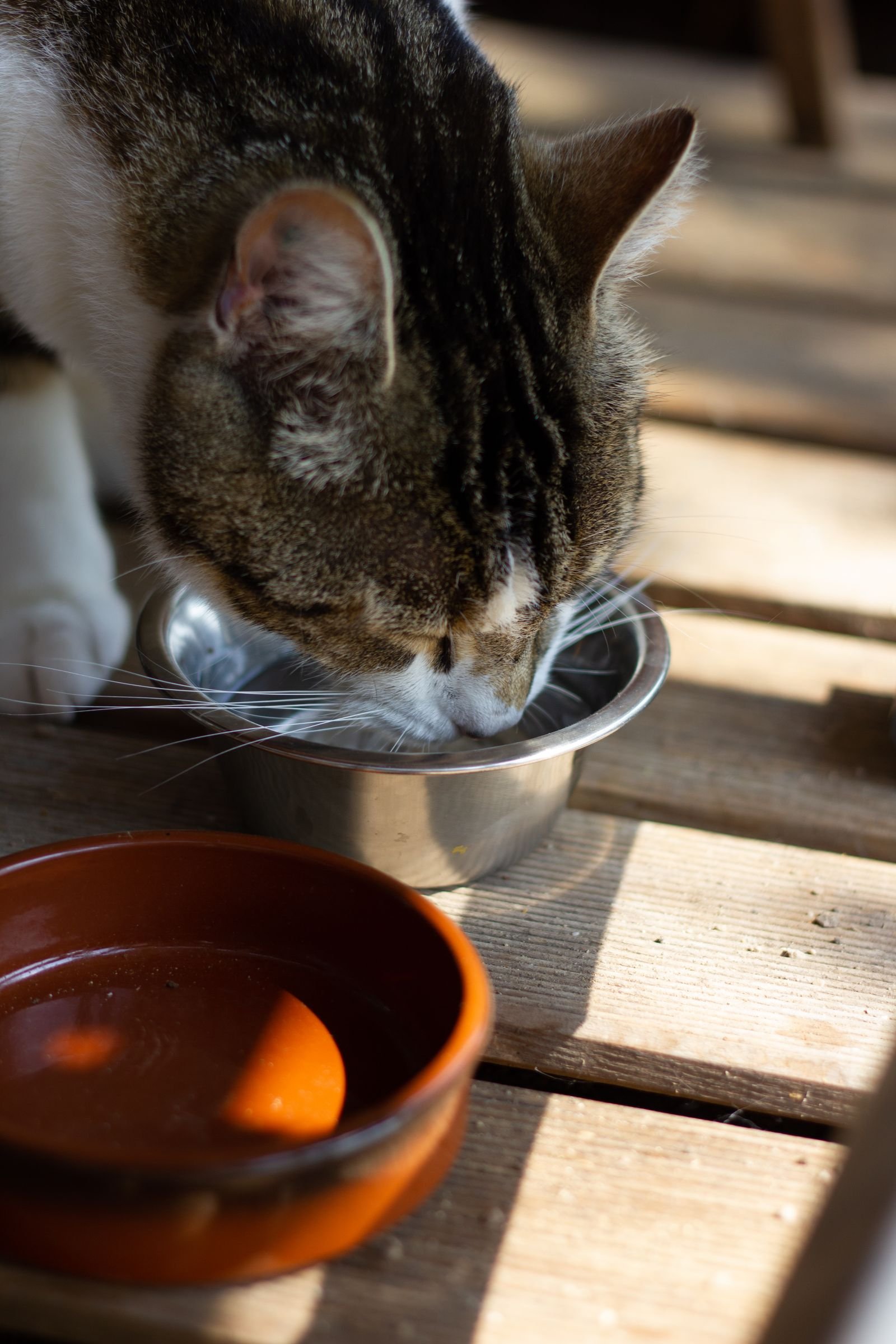 Adult cat eating from a bowl, nutrition for every stage of the cat human age chart