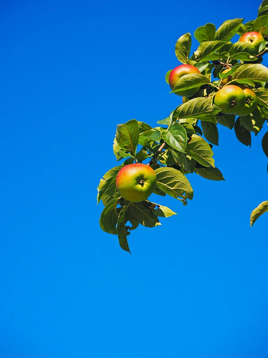 Apples ripening on the tree during fall harvest on fruit season chart