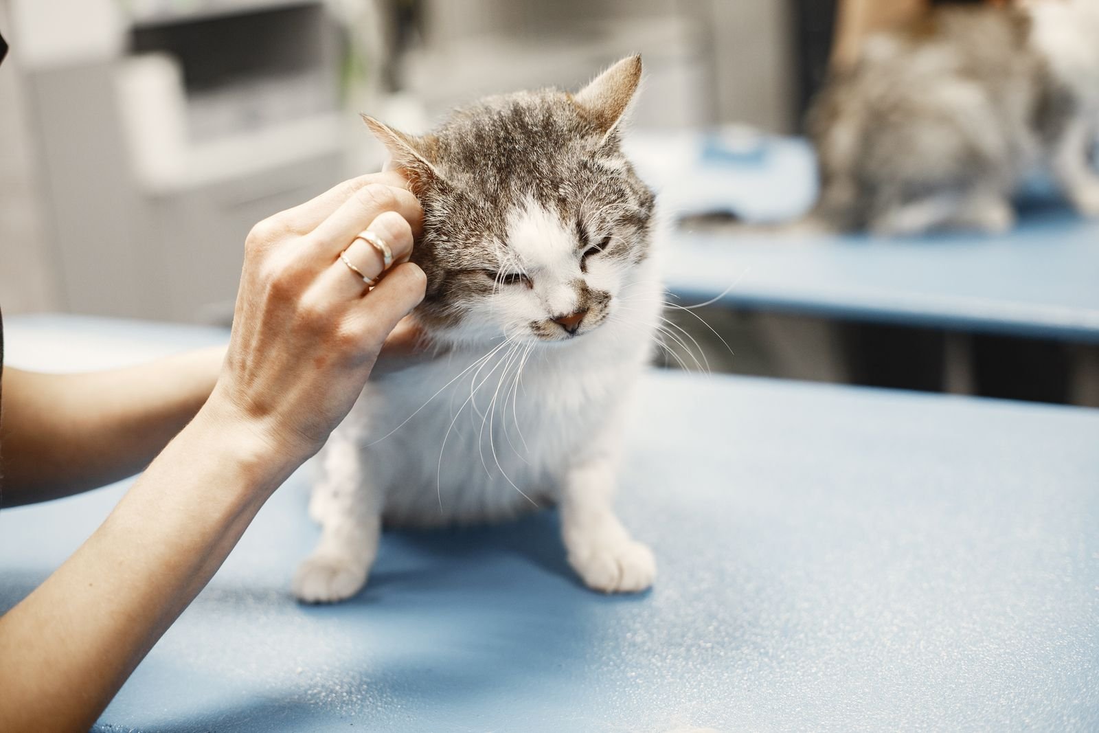 Cat being examined by a veterinarian to track aging on the cat human age chart