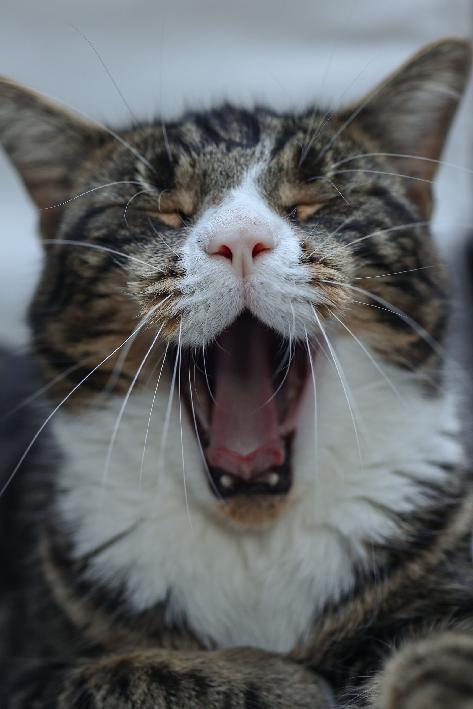 Cat yawning showing teeth, how vets estimate age for the cat human age chart