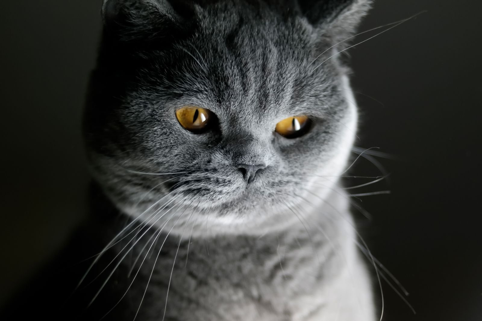 Close-up of a cat's eyes showing lens changes that reveal age