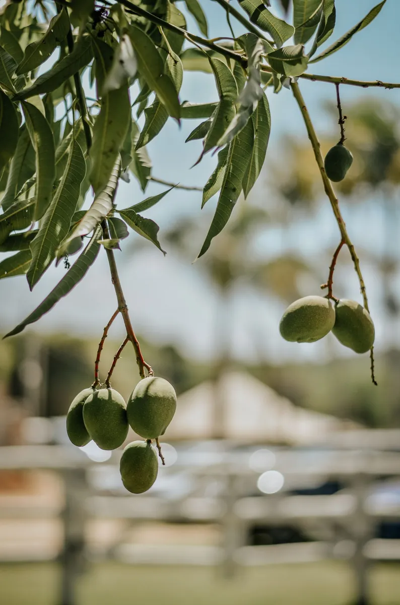 Ripe mangoes in season according to fruit season chart