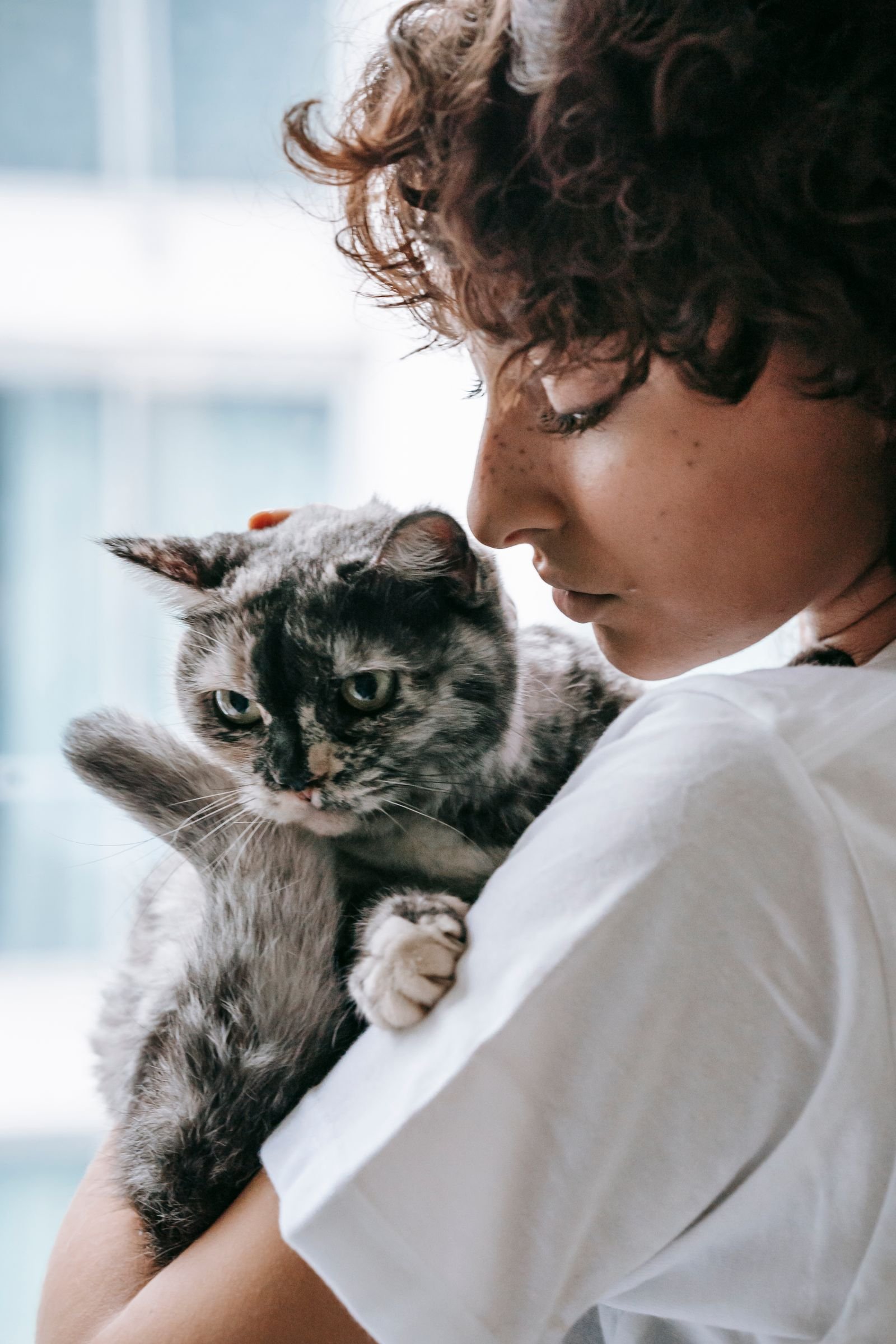 Owner cuddling a young adult cat in its prime years on the cat age chart