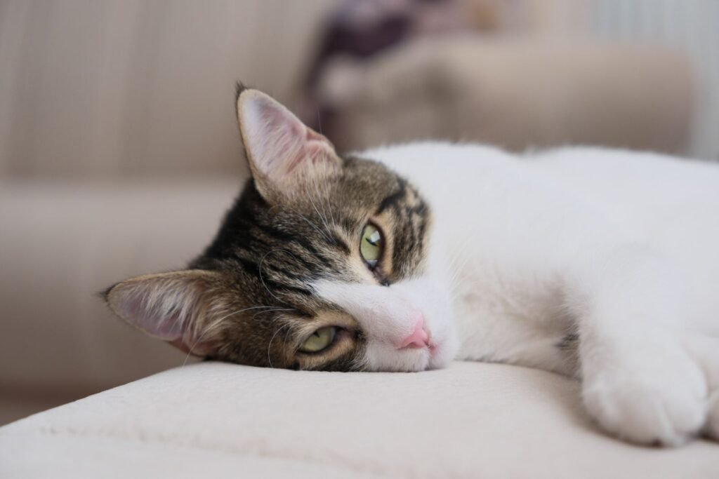 Cat resting on a couch, cat human age chart