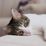 Cat resting on a couch, cat human age chart