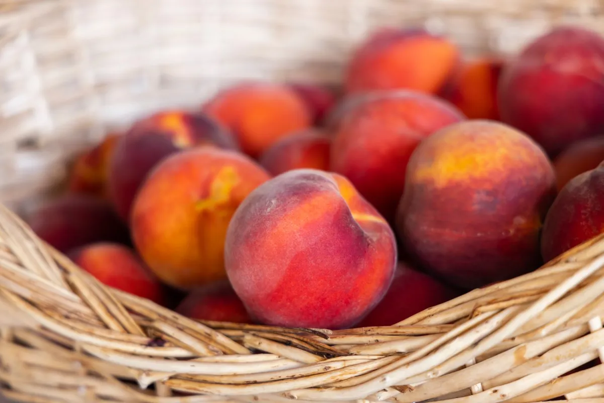 Ripe peaches in peak season from fruit season chart