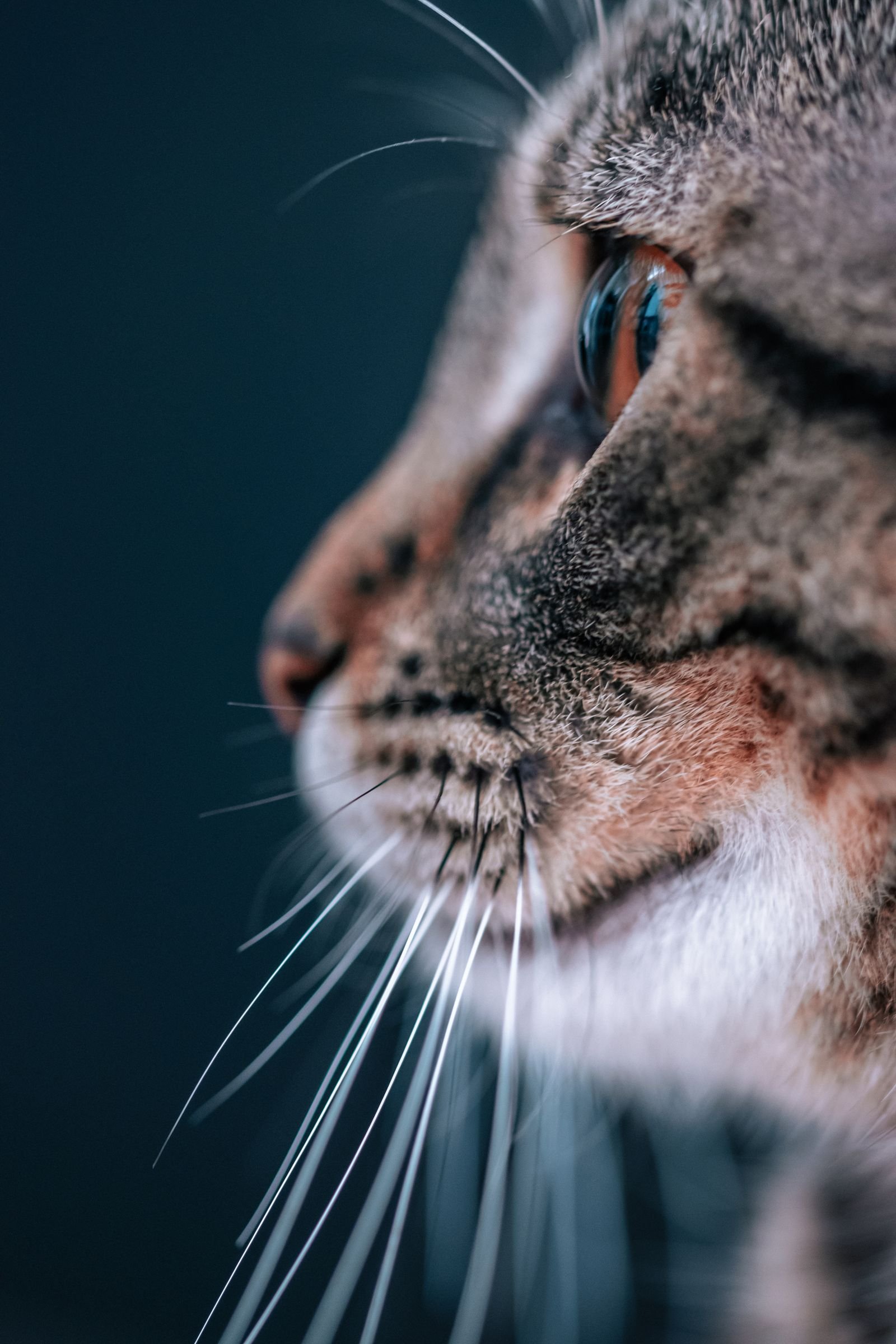 Close-up of a cat's whiskers and face, coat changes with age
