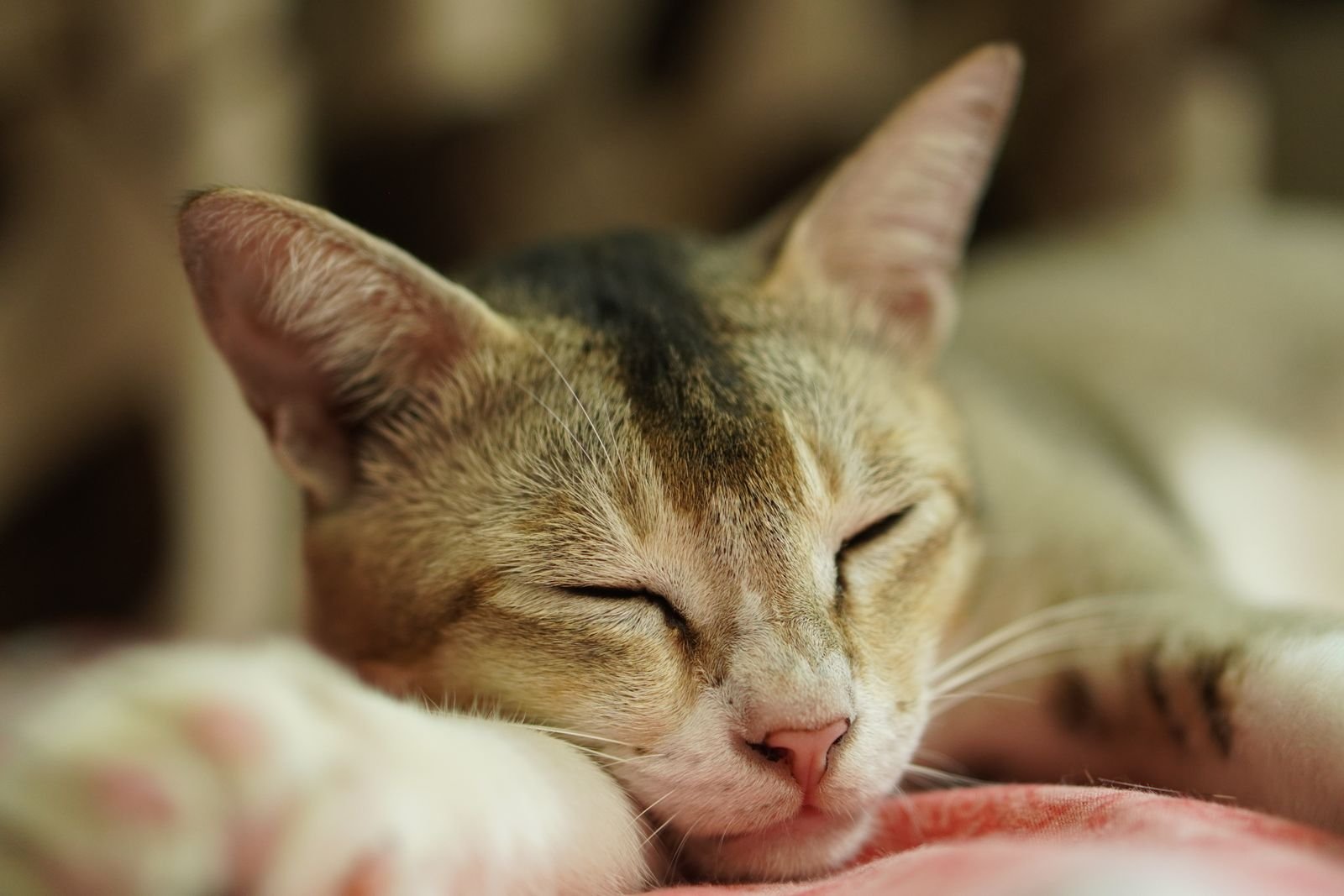 Senior cat sleeping peacefully in the later years of the cat human age chart