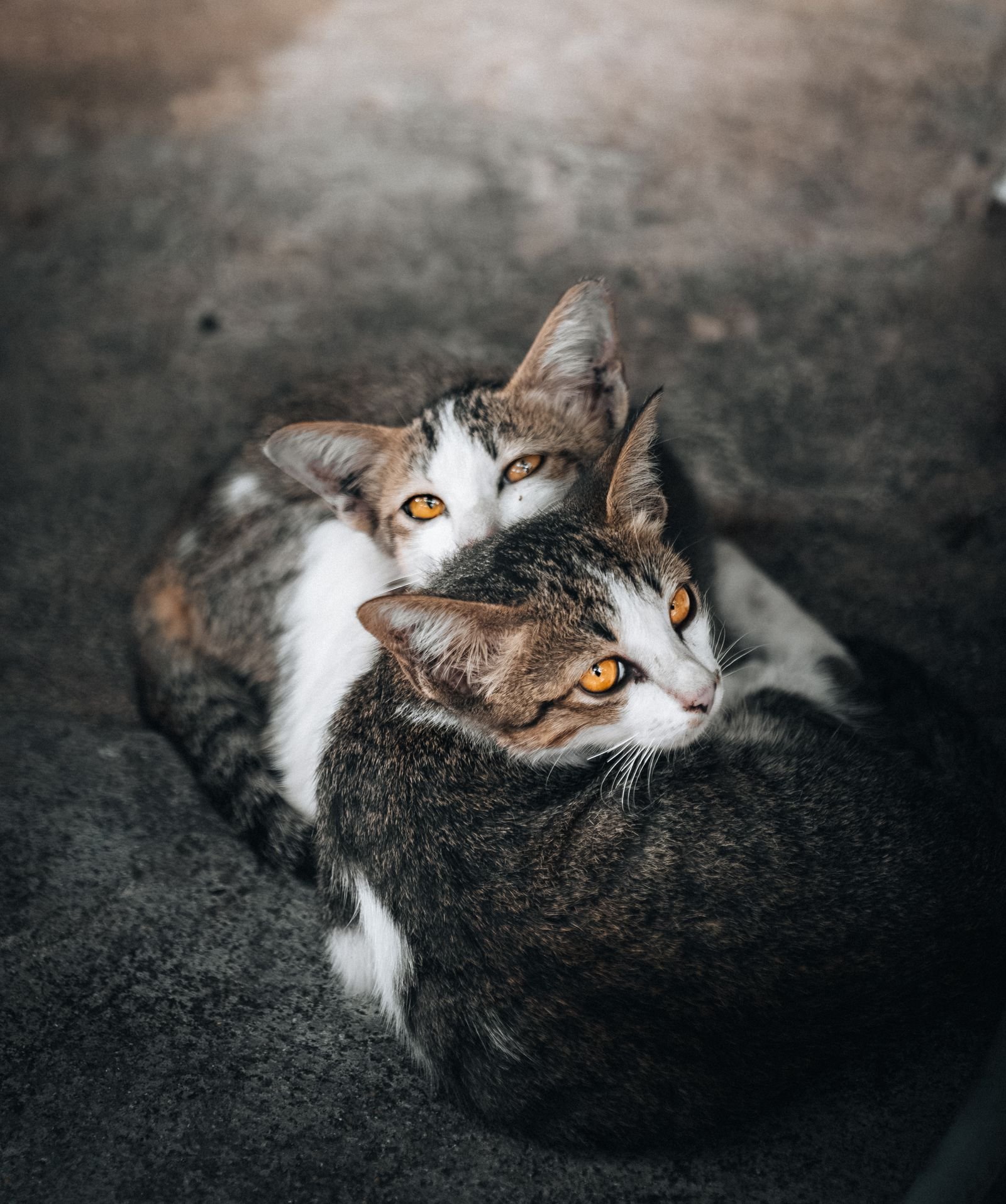 Two cats resting together through every stage of the cat age chart